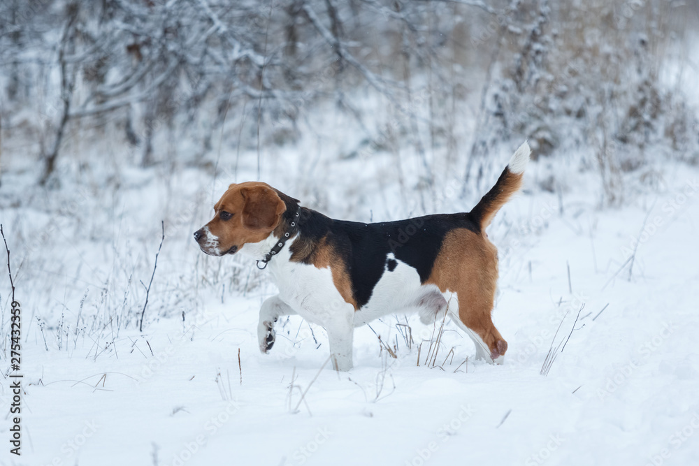 Portrait of a Beagle dog in winter, cloudy day Portrait of a Beagle dog in winter, cloudy day