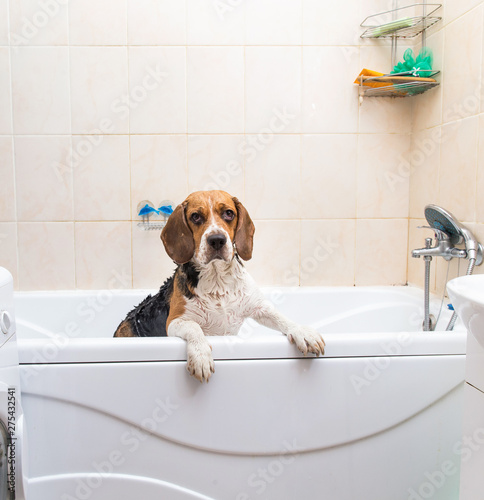 Bathing of the american beagle. Dog taking a bubble bath. Grooming dog. © Alexandr