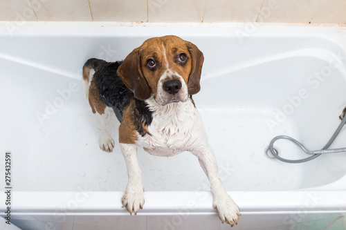 Bathing of the american beagle. Dog taking a bubble bath. Grooming dog. © Alexandr