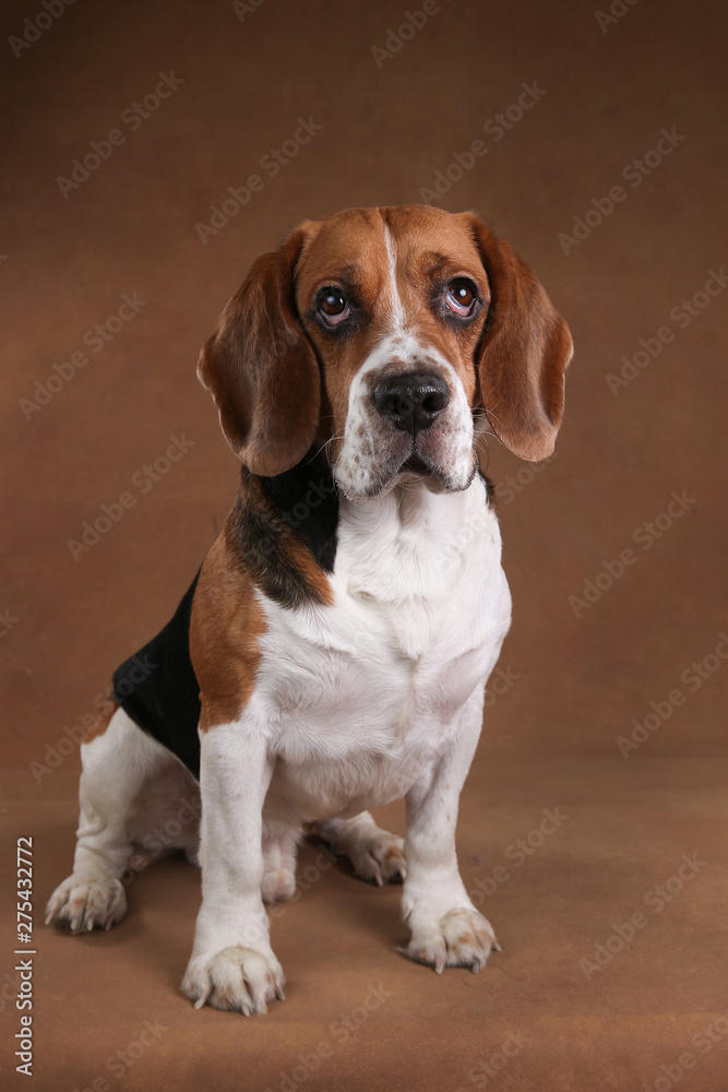 Cute beagle dog standing against brown background