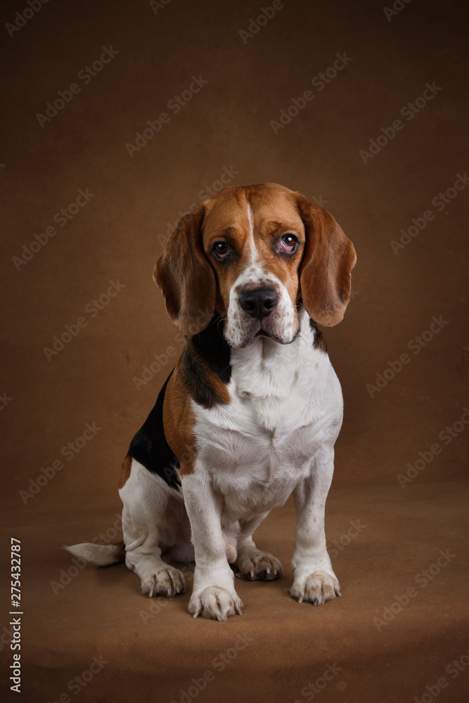 Cute beagle dog standing against brown background