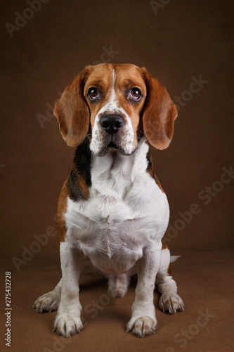 Cute beagle dog standing against brown background