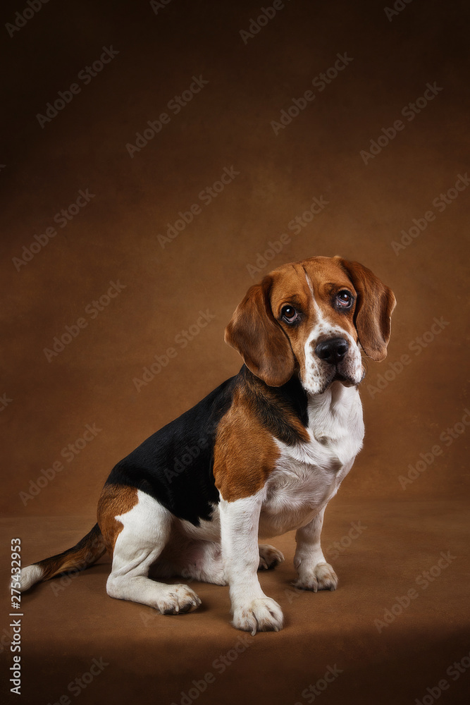Cute Beagle dog standing against brown background