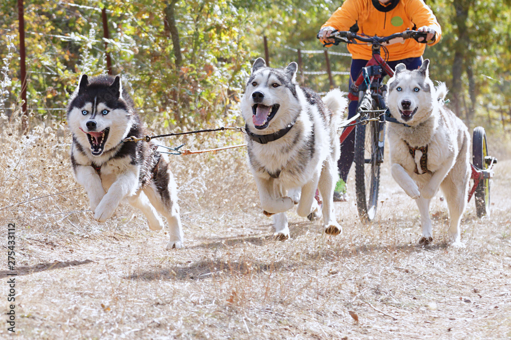 Dogs and its musher taking part in a popular canicross with a diggler mountain scooter Dogs and its musher taking part in a popular canicross with a diggler mountain scooter