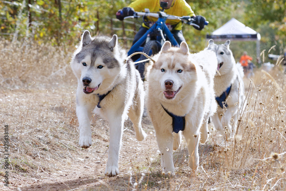 Dogs and its musher taking part in a popular canicross with a diggler mountain scooter.