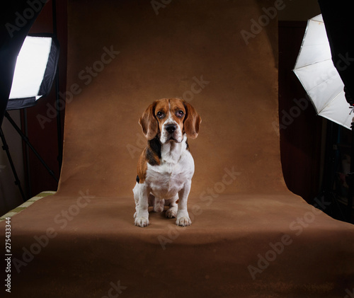 Cute Beagle dog standing against brown background © Alexandr