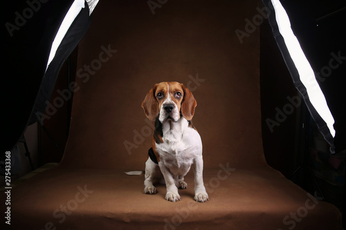 Cute Beagle dog standing against brown background © Alexandr