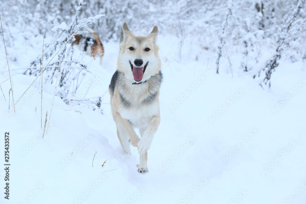 Stray dog that lives on the street. Mongrel in the snow