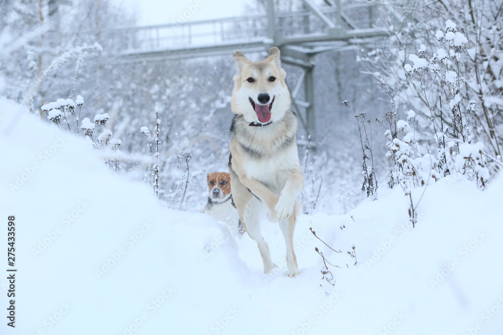 Stray dog that lives on the street. Mongrel in the snow Stray dog that lives on the street. Mongrel in the snow