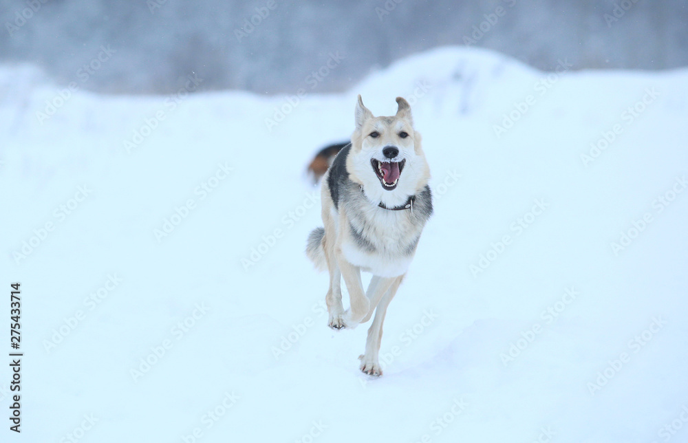 Naklejka premium Stray dog that lives on the street. Mongrel in the snow