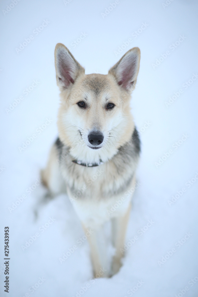 Naklejka premium Cute mixed breed dog outside. Mongrel in the snow