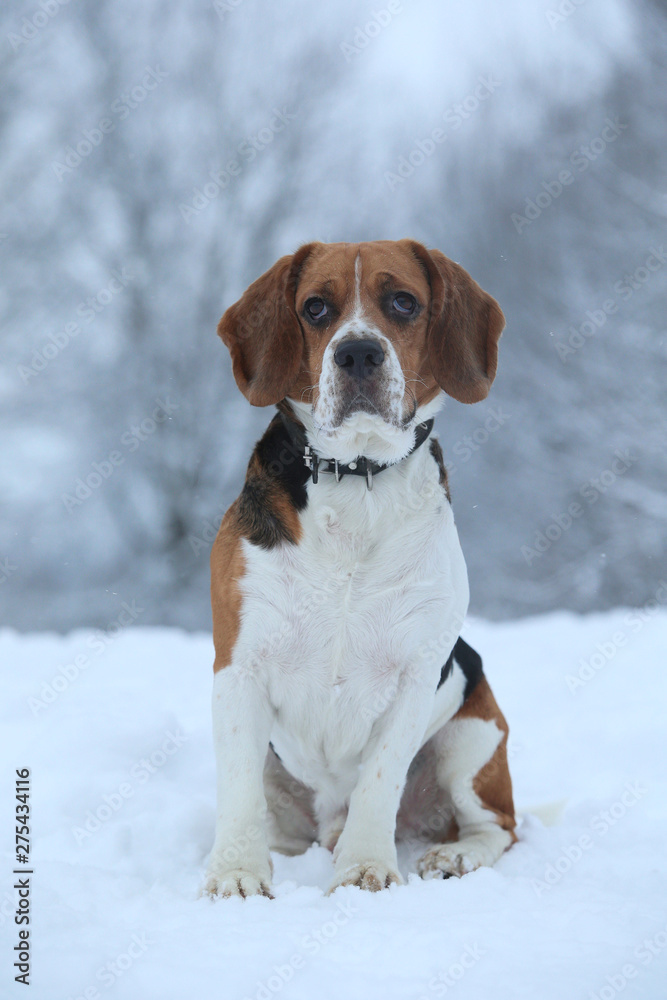 Portrait of a Beagle dog in winter, cloudy day