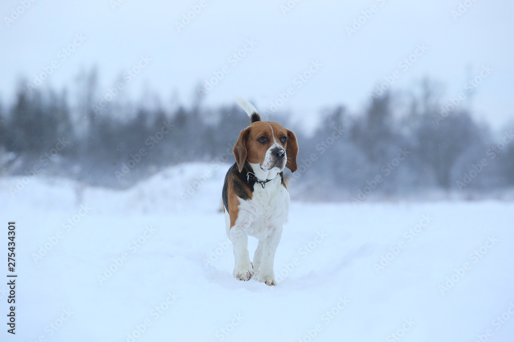 Happy beagle dog running at field in winter Happy beagle dog running at field in winter