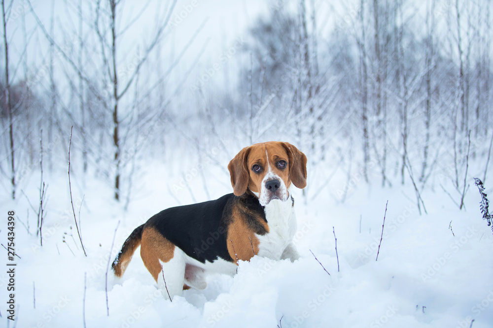 Portrait of a Beagle dog in winter, cloudy day Portrait of a Beagle dog in winter, cloudy day