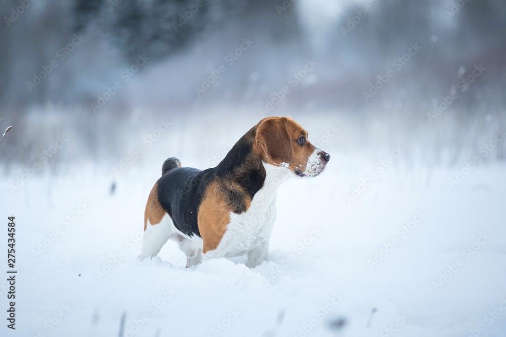 Portrait of a Beagle dog in winter, cloudy day Portrait of a Beagle dog in winter, cloudy day