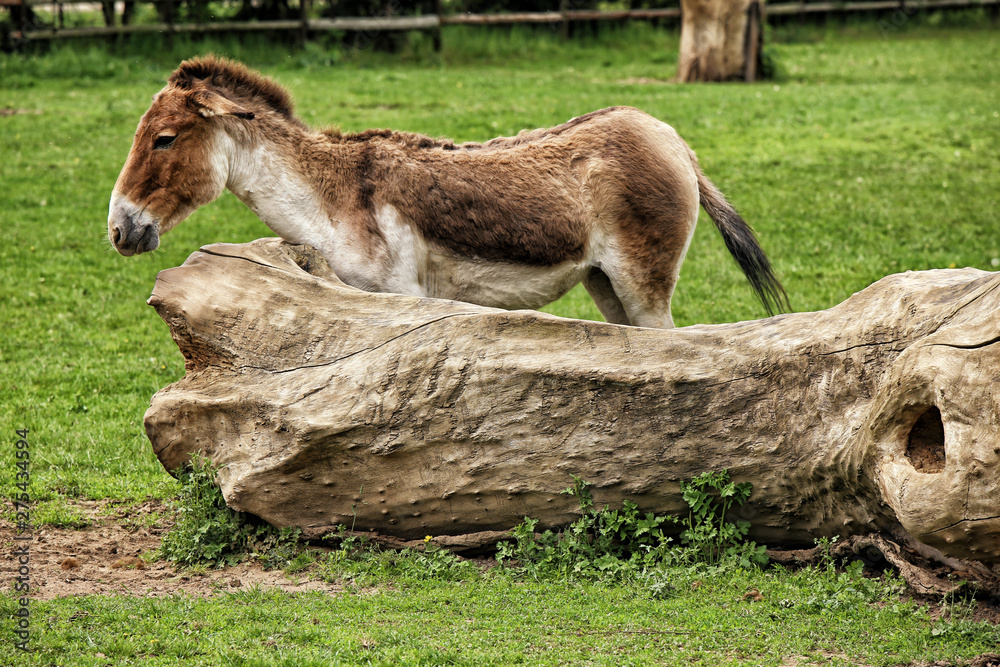 Donkey standing on the grass by the tree trunk Donkey standing on the grass by the tree trunk