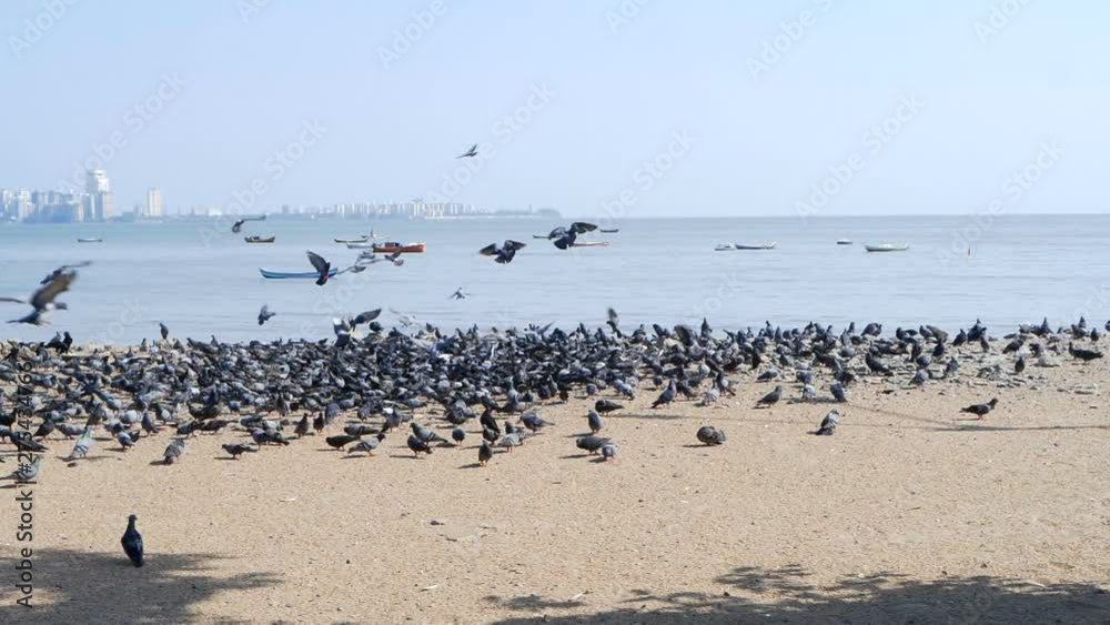 Wide shot of Mumbai skyline near Sea Link and pigeons on beach Wide shot of Mumbai skyline near Sea Link and pigeons on beach