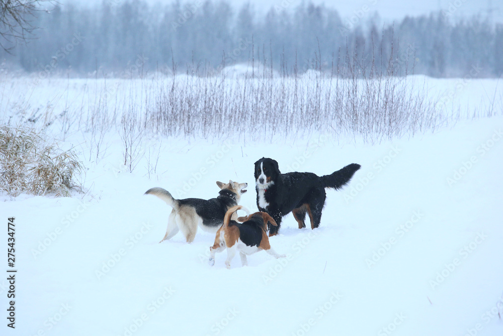 Three dogs walking on winter meadow in snow Three dogs walking on winter meadow in snow
