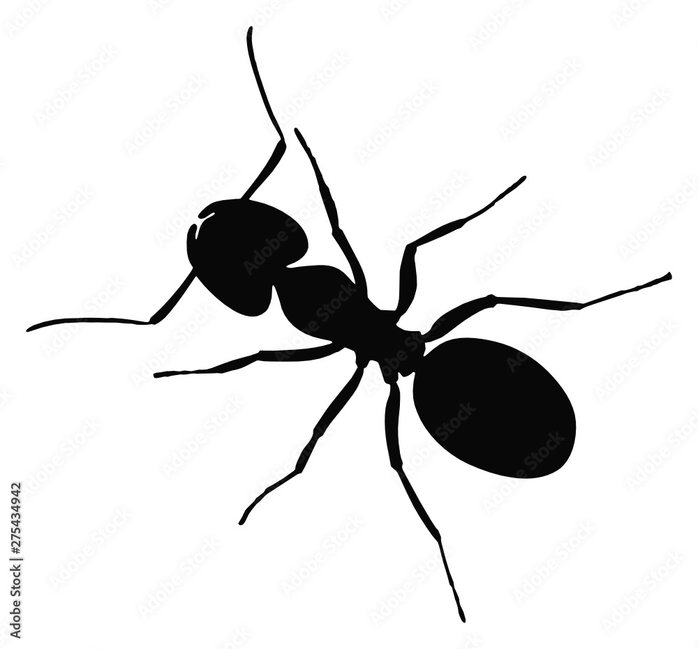 Top view vector of ant silhouette isolated on white background - high ...