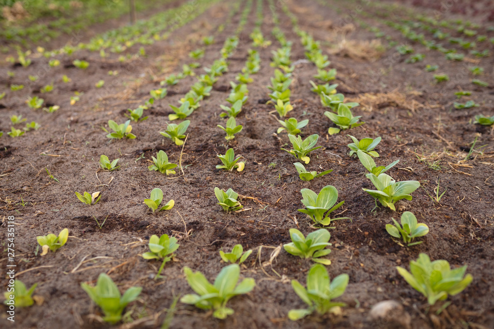 Row of organic radish planting in field Row of organic radish planting in field