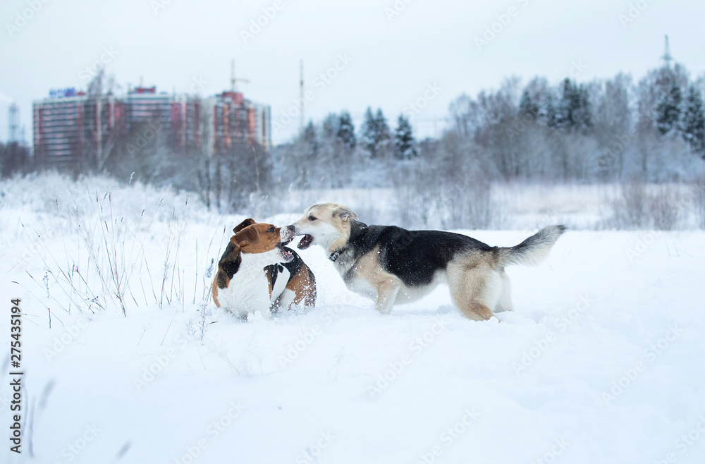 Two dogs walking on winter meadow in snow Two dogs walking on winter meadow in snow