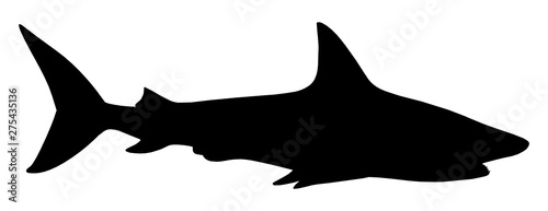 High definition vector illustration of a beautiful shark silhouette isolated on white background. Full editable eps file available.