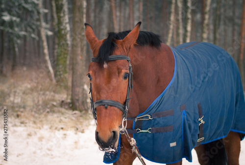 portrait of trakehner horse in horsecloth in winter