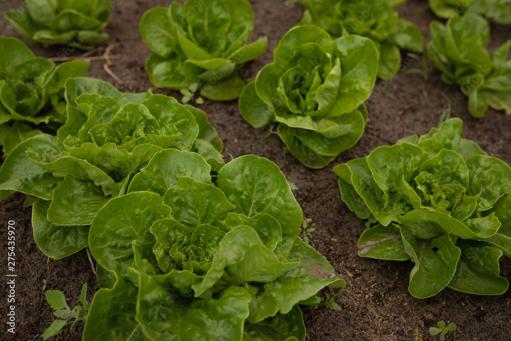 Leaves of cauliflower vegetable plant in field Leaves of cauliflower vegetable plant in field