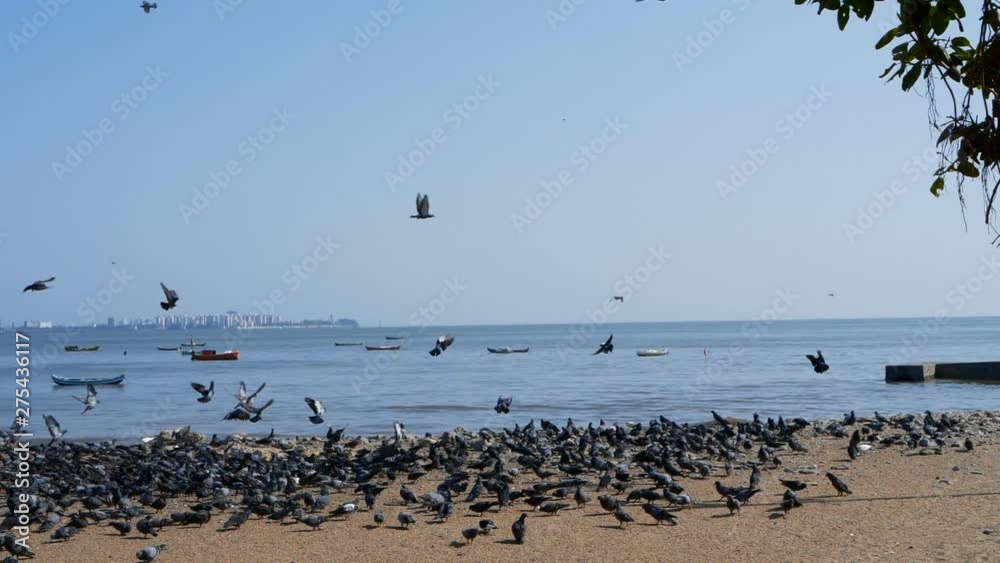Pigeons on Mumbai Bandra-Worli Sea link beach Pigeons on Mumbai Bandra-Worli Sea link beach
