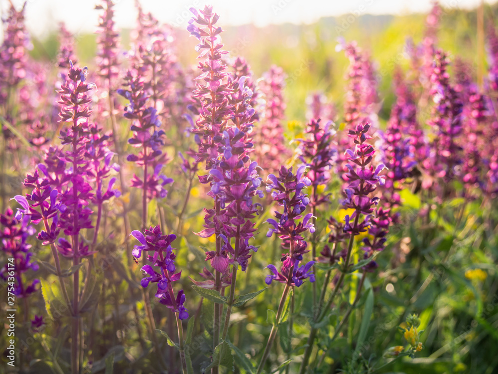 Beautiful purple sage flowers blooms in the summer meadow. Flower background. Beautiful purple sage flowers blooms in the summer meadow. Flower background.