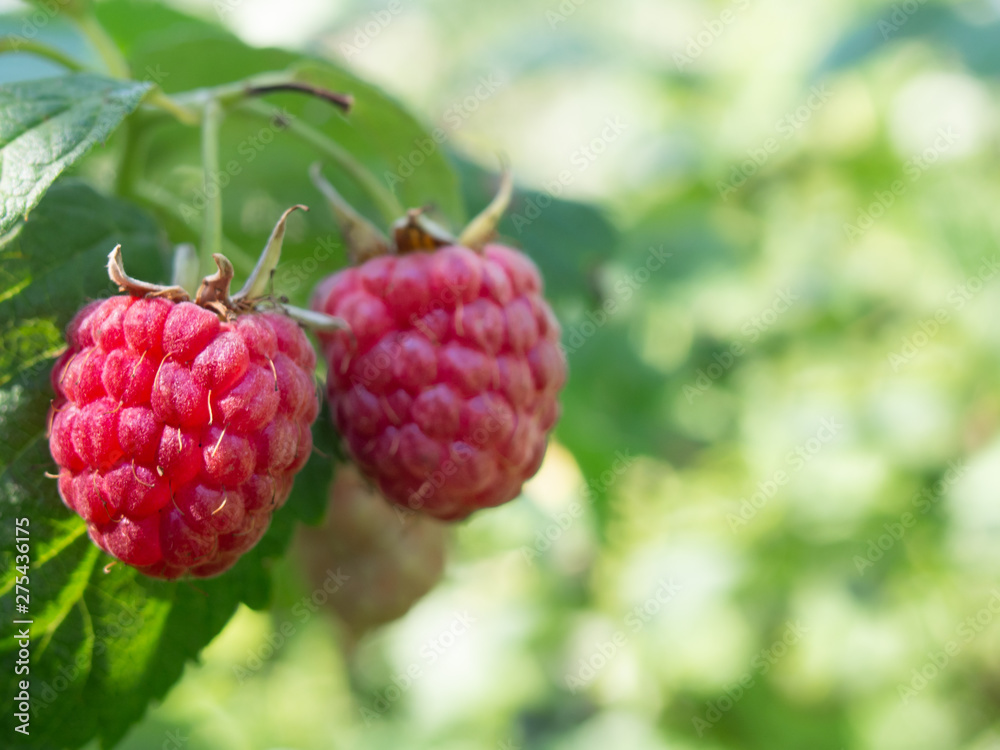 Red ripe berries on a raspberry bush in an orchard. Red ripe berries on a raspberry bush in an orchard.