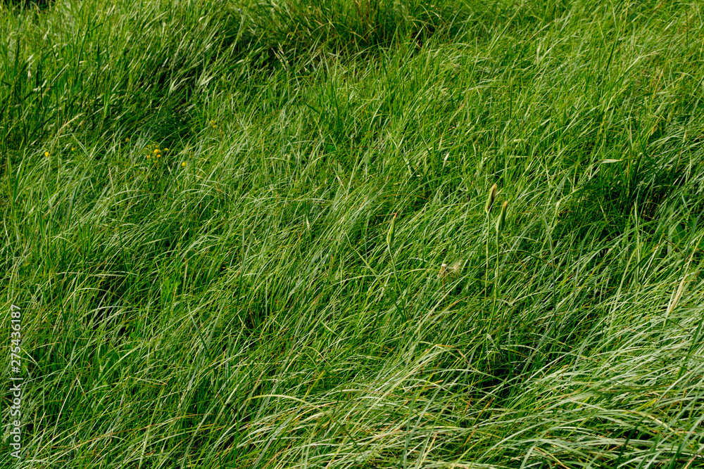 green grass in the meadow