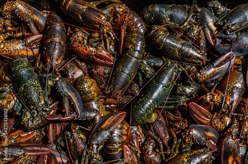 Fresh caught lobster in a fisher's tub.