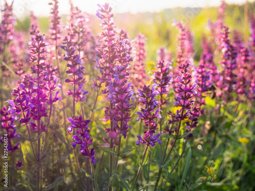 Beautiful purple sage flowers blooms in the summer meadow. Flower background.