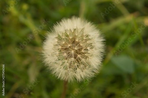 white dandelion closeup in the grass