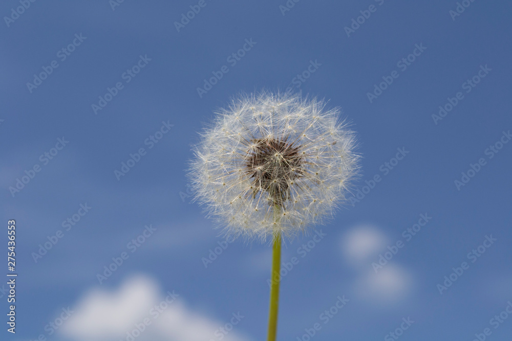 white dandelion on a background of blue sky white dandelion on a background of blue sky