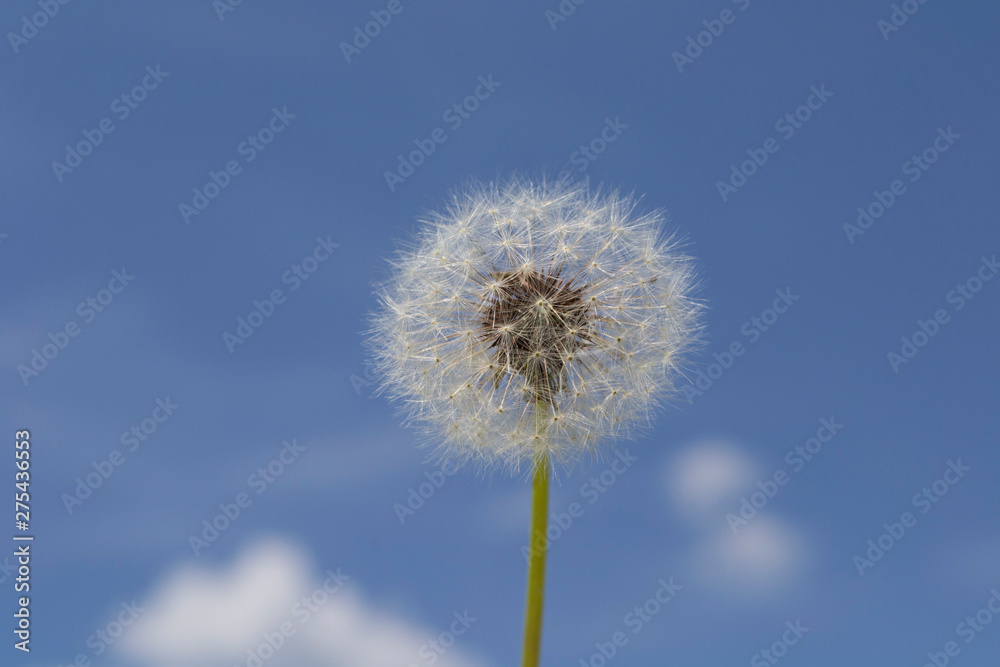 white dandelion on a background of blue sky