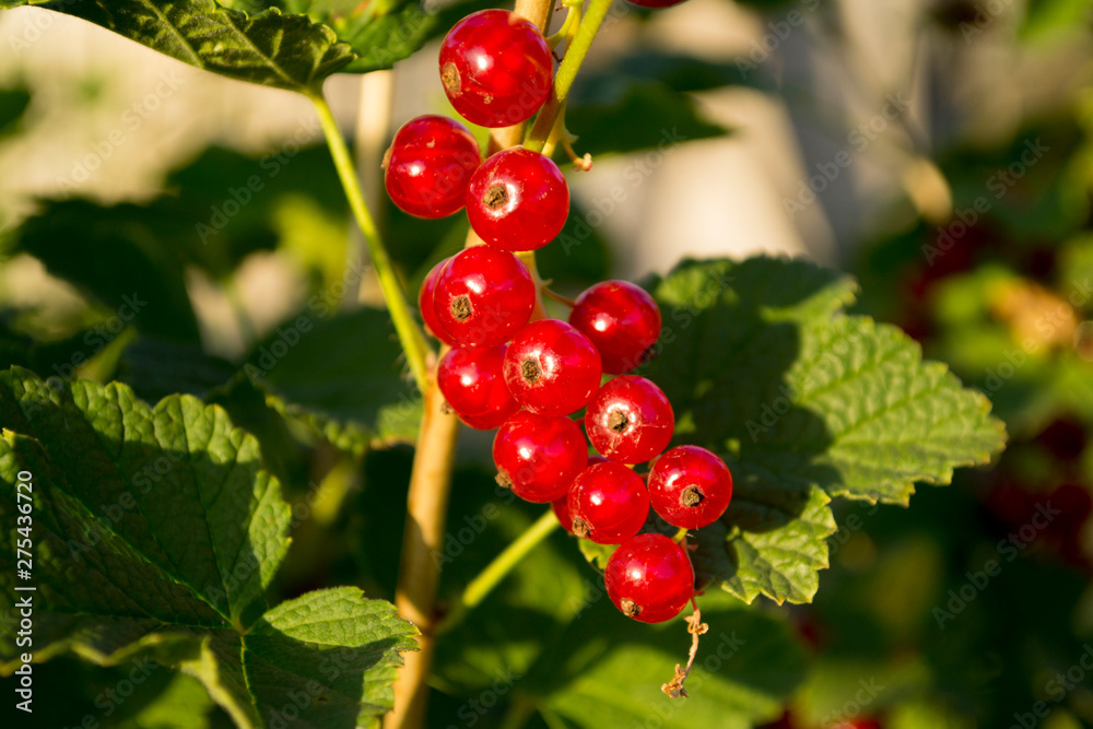 red currant among the leaves red currant among the leaves