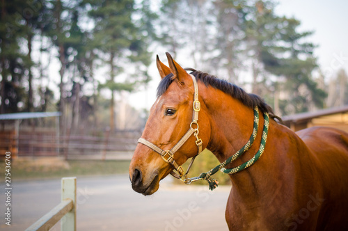 portrait of sorrel mare horse
