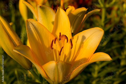 orange lily flower close up