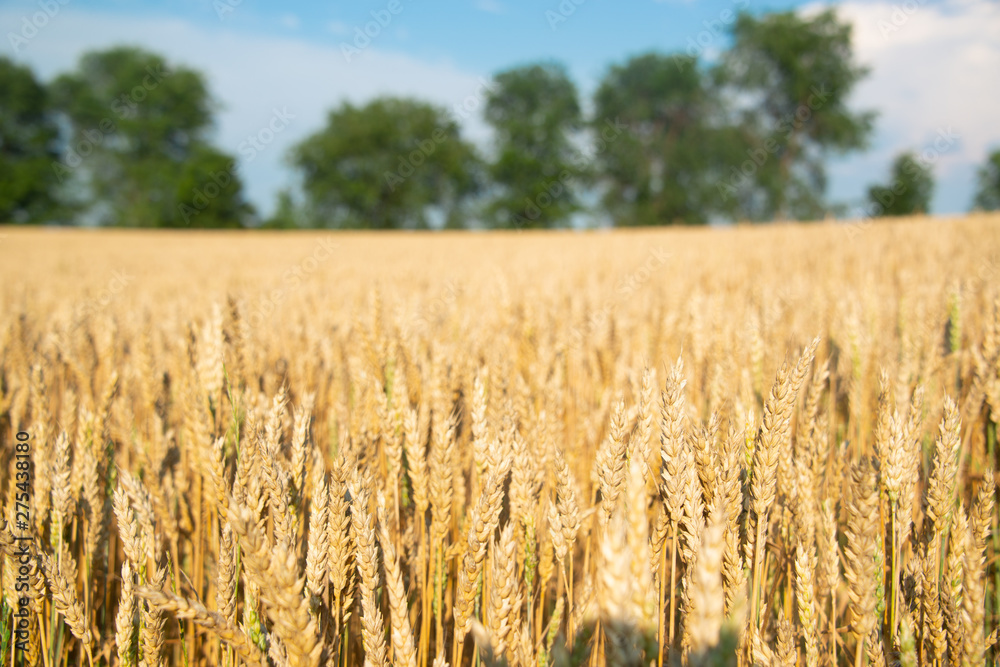 Field of wheat on a sunny day Field of wheat on a sunny day