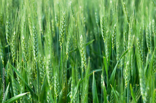 Young green wheat in a field