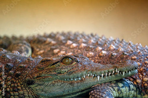 Close-up of the jaws of a Nile crocodile (crocodylus niloticus). photo