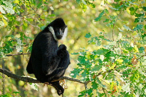 Close-up of a northern white-whiskered gibbon (nomascus leucogenys) on a branch. photo