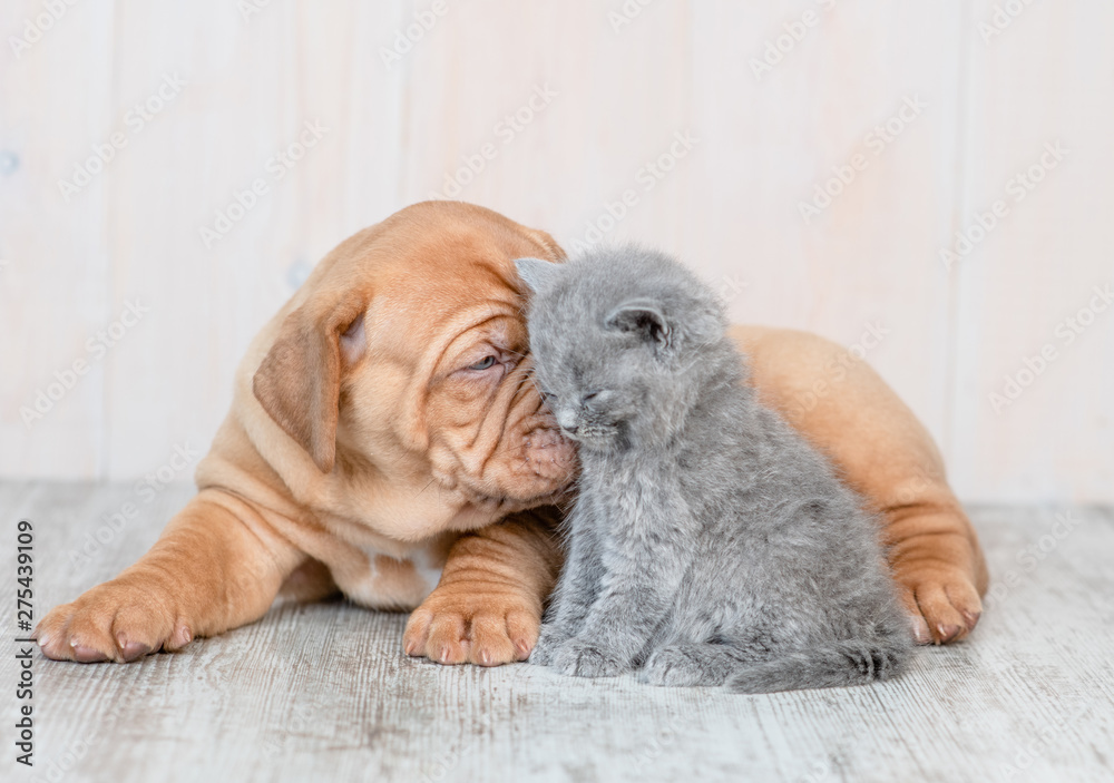 Cute puppy kissing kitten on the floor at home - obrazy, fototapety, plakaty 