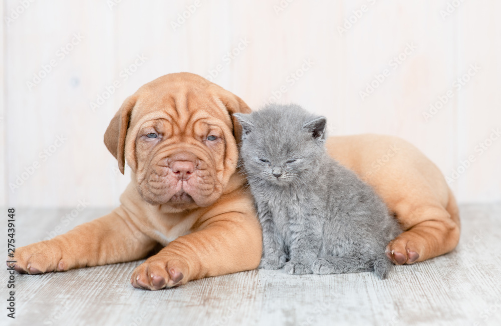 Puppy and baby kitten lying on the floor at home at looking at camera - obrazy, fototapety, plakaty 