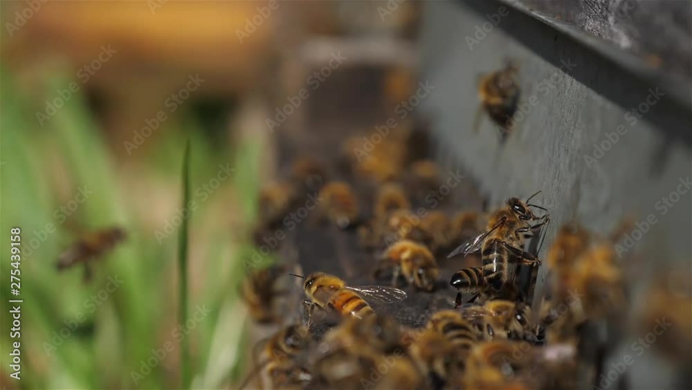 Bees flying around the hive Bees flying around the hive