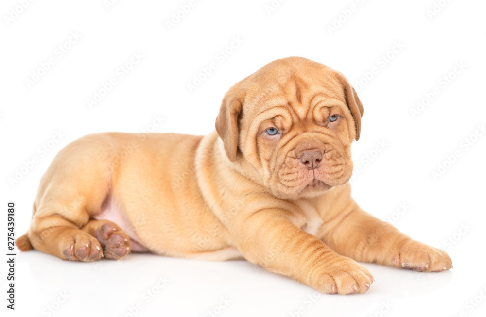 Portrait of a Bordeaux puppy lying in side view. isolated on white background