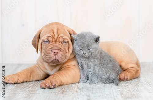 Puppy and baby kitten lying on the floor at home at looking at camera