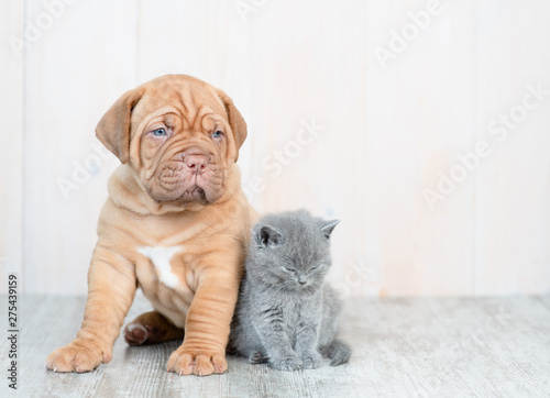 Fototapeta Naklejka Na Ścianę i Meble -  Mastiff puppy and baby kitten sitting together at home and looking at camera. Empty space for text